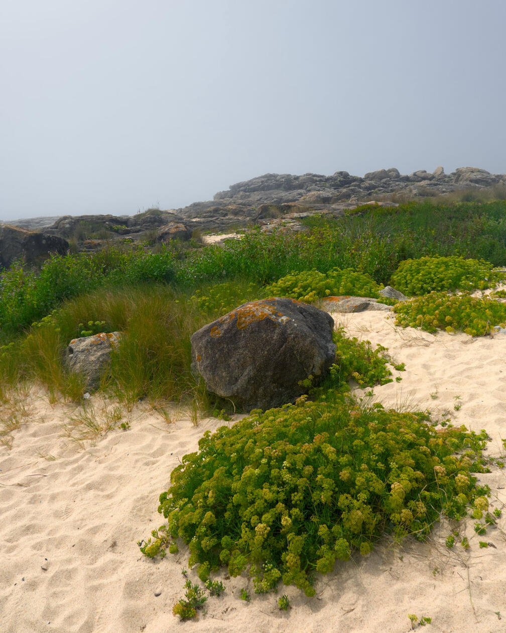 Piaszczysta plaża przechodząca w skaliste wybrzeże, porośnięta zielonymi nadmorskimi roślinami i wysokimi trawami, w tle zamglone skały.