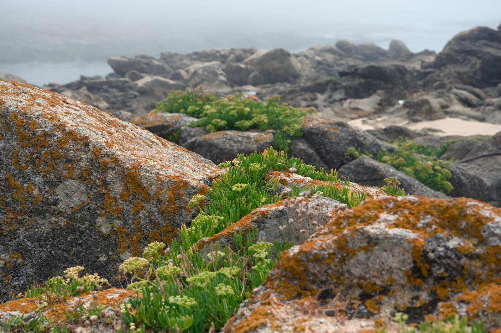 Porowate, pomarańczowo omszałe skały porośnięte zielonymi sukulentami na skalistym wybrzeżu, w tle rozmyta mgła nad morzem.