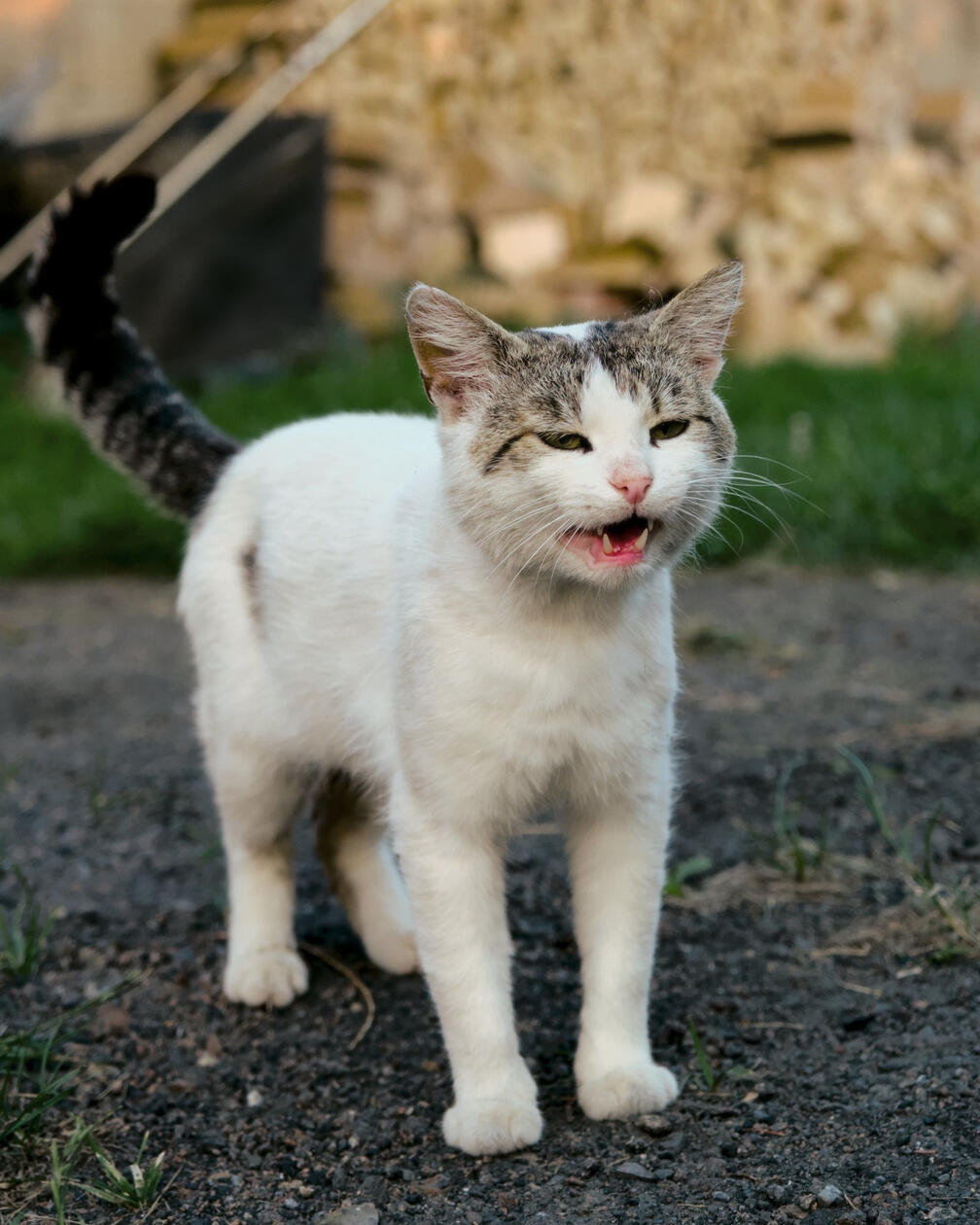 Biało-szary kot ze spuszczonymi uszami, otwartą buzią jakby miauczący, stojący na żwirowej ścieżce z zielonym tłem trawy i rozmytymi skałami.